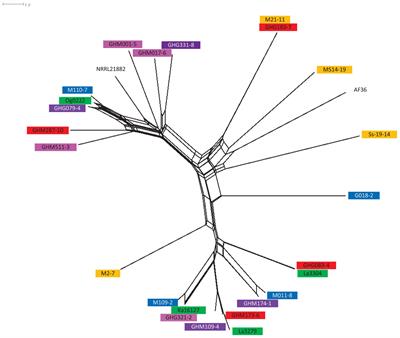 Potential of Atoxigenic Aspergillus flavus Vegetative Compatibility Groups Associated With Maize and Groundnut in Ghana as Biocontrol Agents for Aflatoxin Management